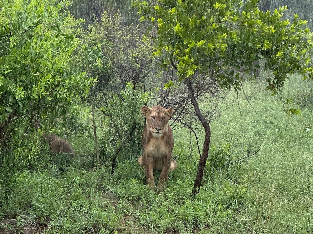 Sabi Sand Nature Reserve-沙比必去景点