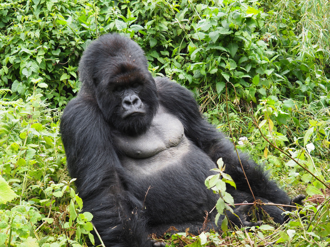 Ellen DeGeneres Campus of the Dian Fossey Gorilla Fund景点图片