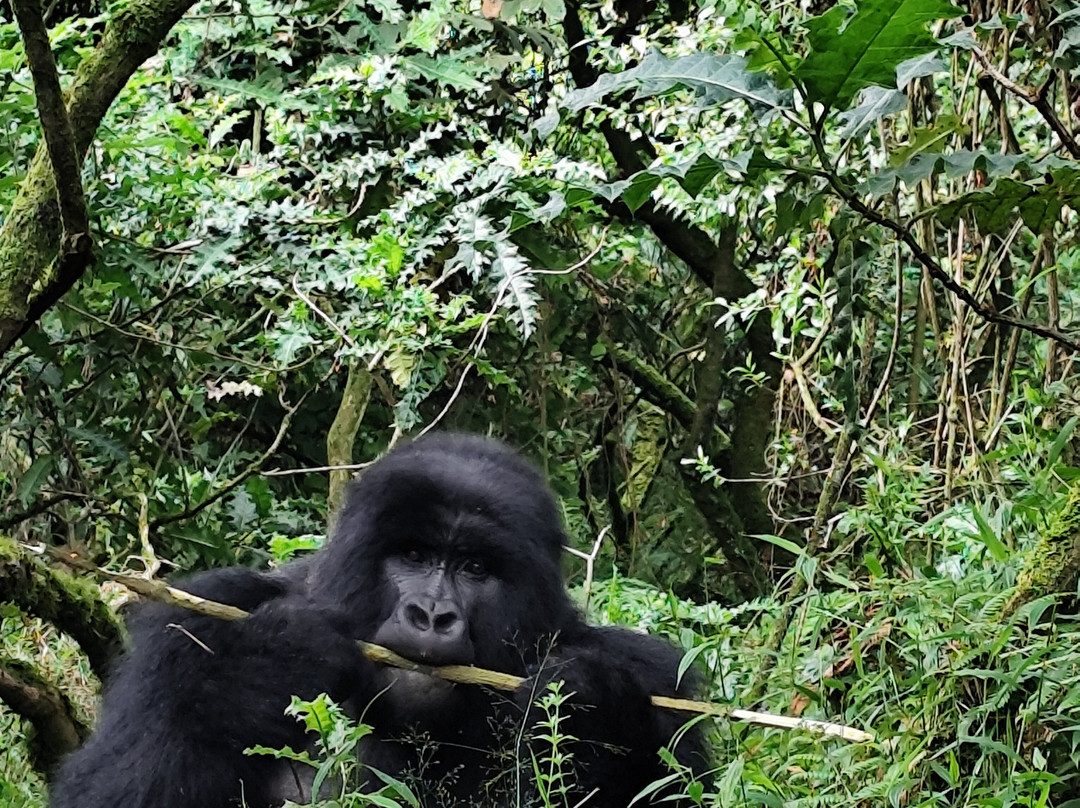 Virunga Gorilla Tours and Eco Safaris-Kisoro必去景点