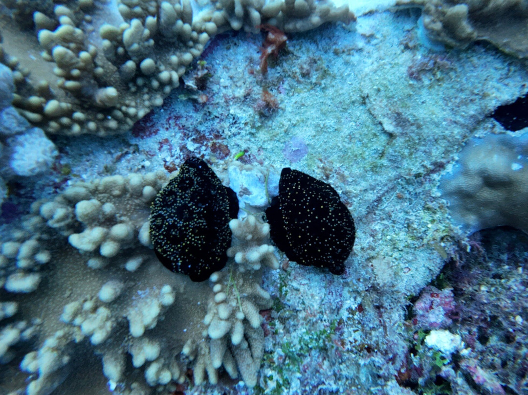 Buccaneer Diving-帕杰必去景点