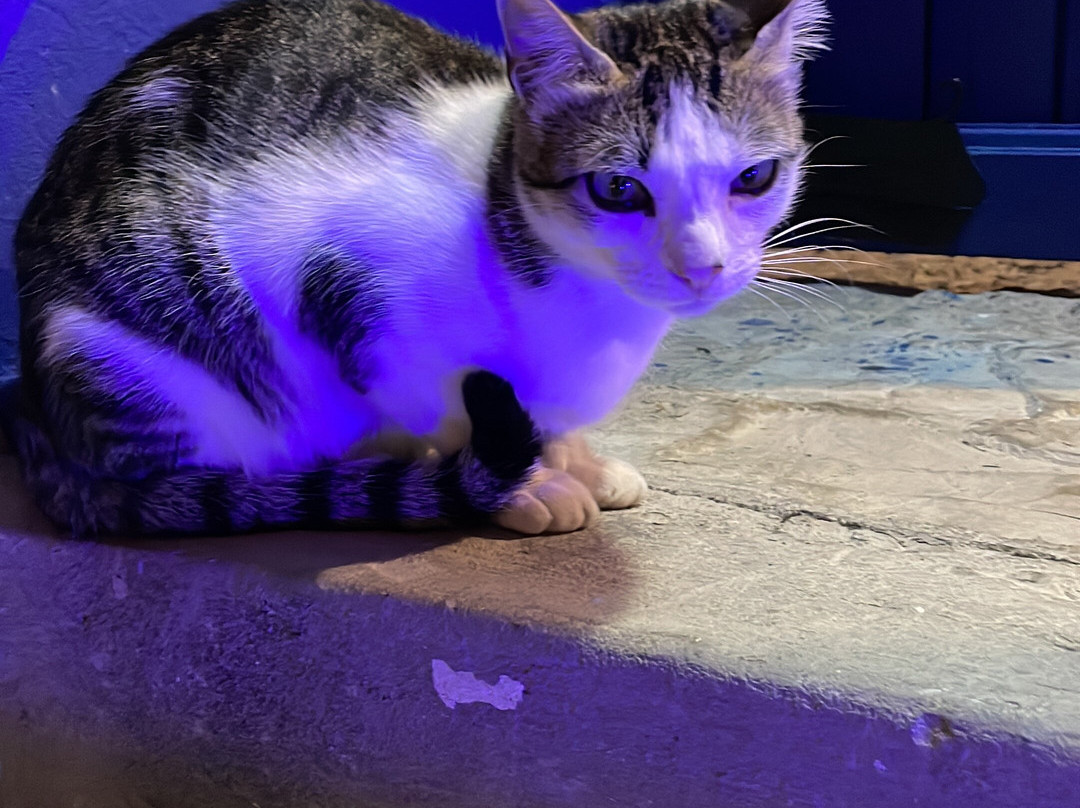 Chefchaoue city-舍夫沙万必去景点