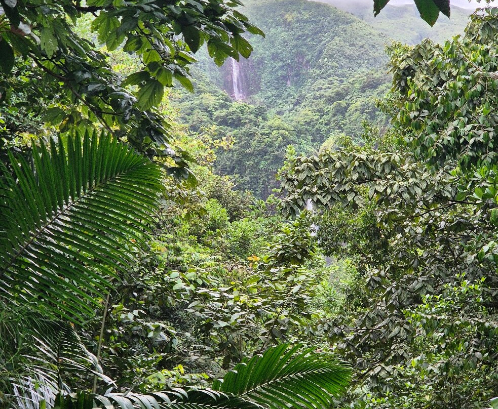 Carbet Falls (Les Chutes du Carbet)景点图片