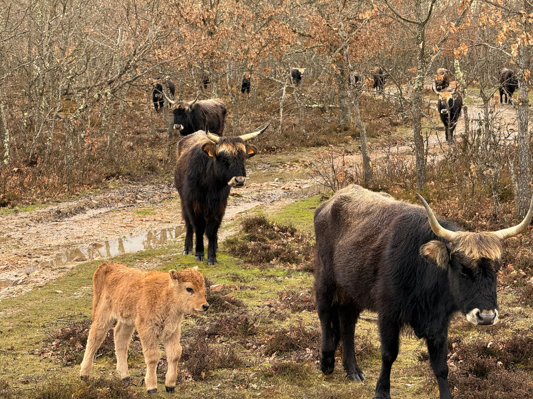 Paleolitico Vivo-布尔戈斯省必去景点