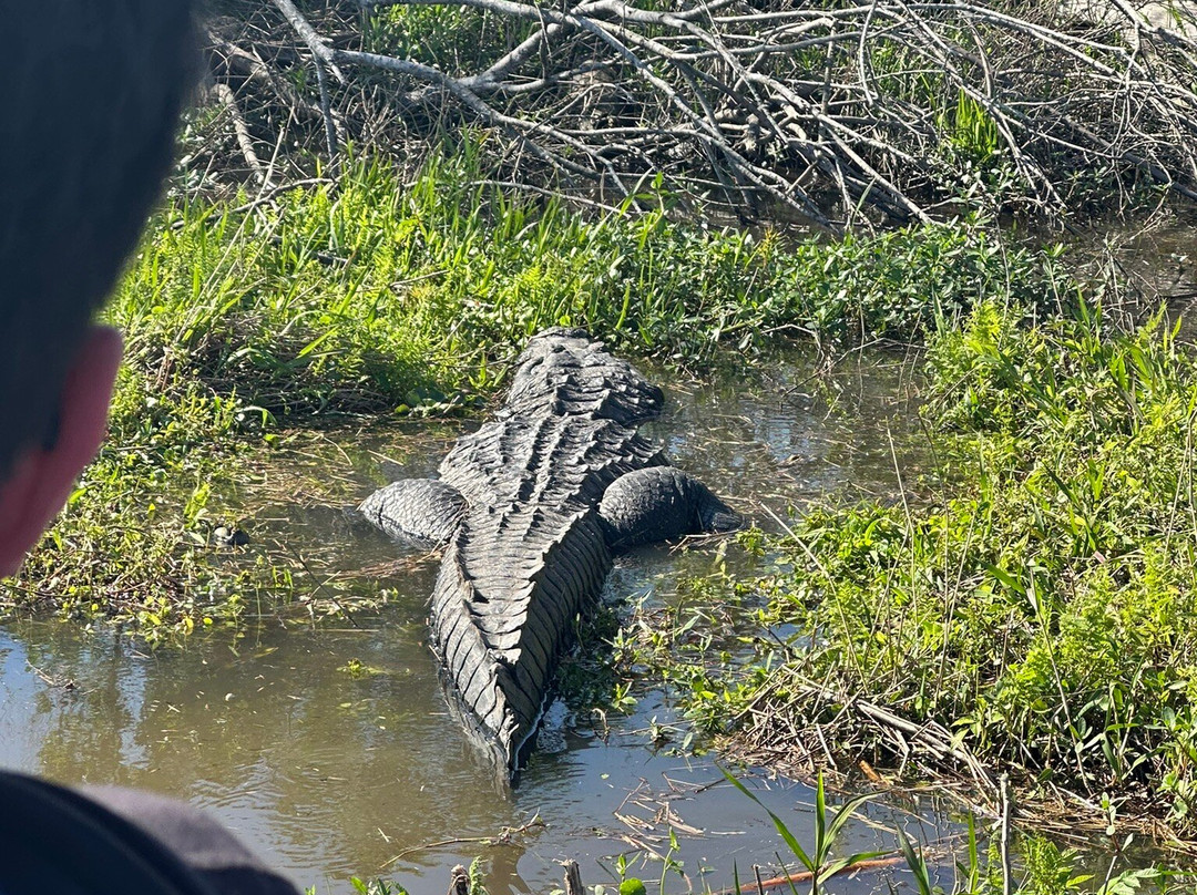 Airboat Tours景点图片