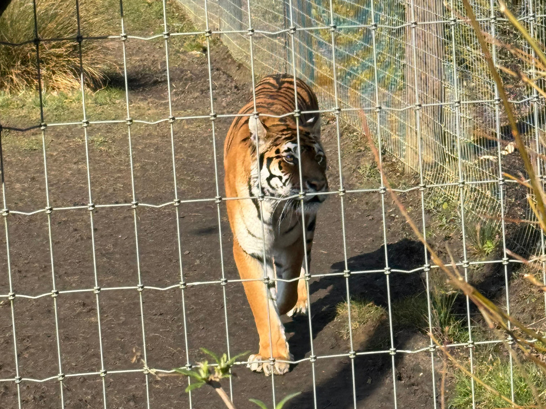 Woodside Wildlife Park景点图片