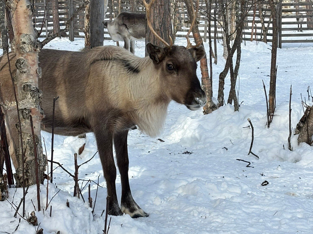 Angeli Reindeer Farm-伊纳里必去景点