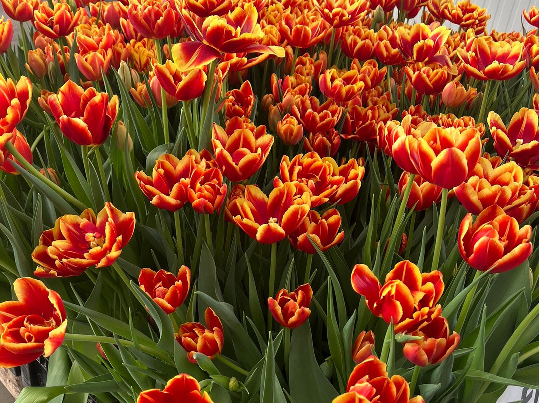 Kwekerij Siem Munster (Tulip Excursion)-Slootdorp必去景点