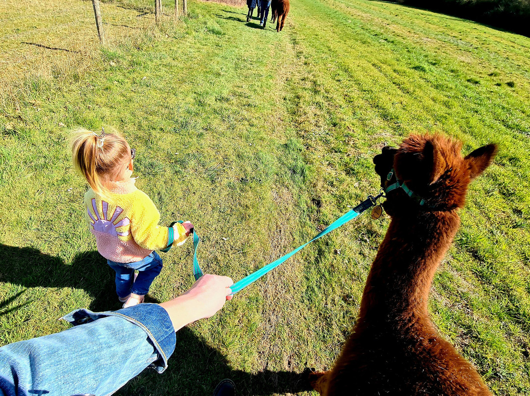 All Things Alpaca Ltd景点图片