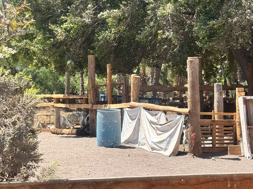 Hotel Oasis Loreto主图