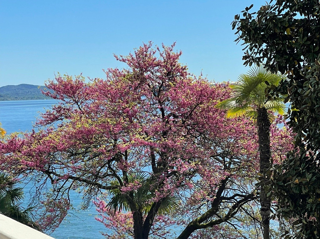 Lungolago Di Pallanza景点图片