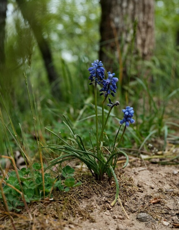 Beglik-Tash-普里莫斯科必去景点