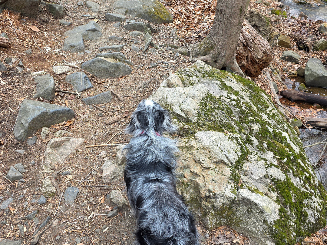 Patapsco Valley State Park-埃利科特城必去景点