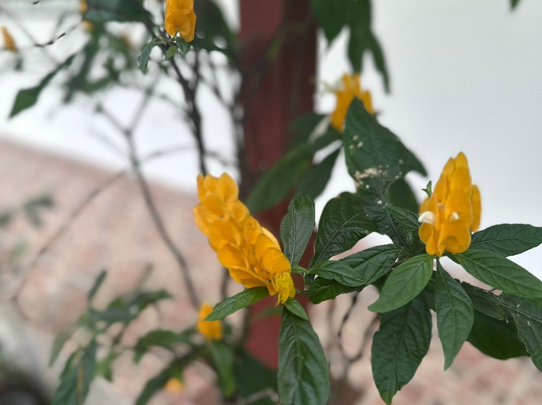 Aprovaca (The Orchid Nursery & Conservation Center)-安东谷必去景点