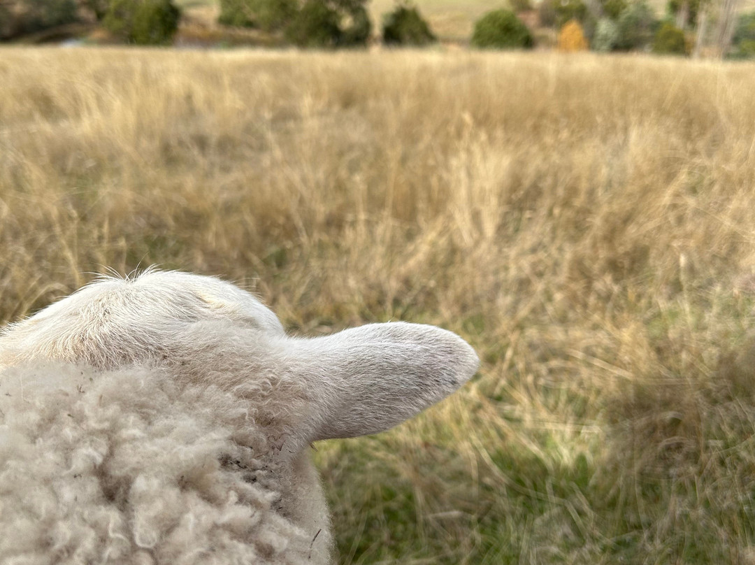 哈姆雷特丘陵地区住宿主图