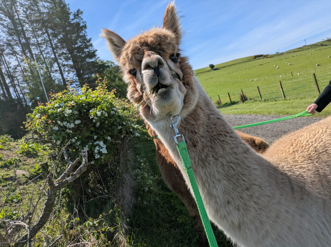 Larch Green Alpacas-格拉斯哥必去景点