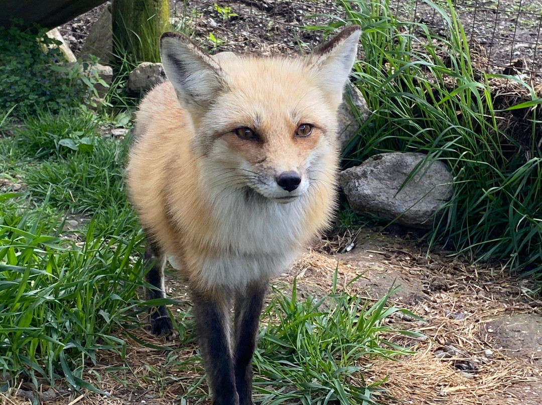 CineZoo-Sainte-Anne-de-la-Rochelle必去景点