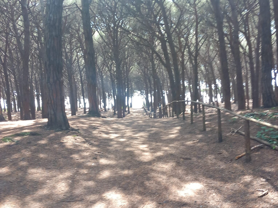 Riserva Naturale Tombolo di Cecina景点图片