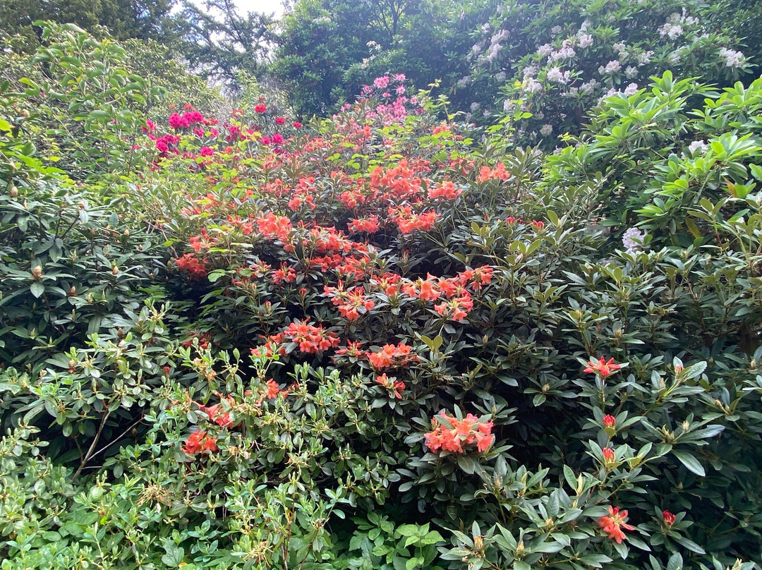 Minterne Gardens景点图片