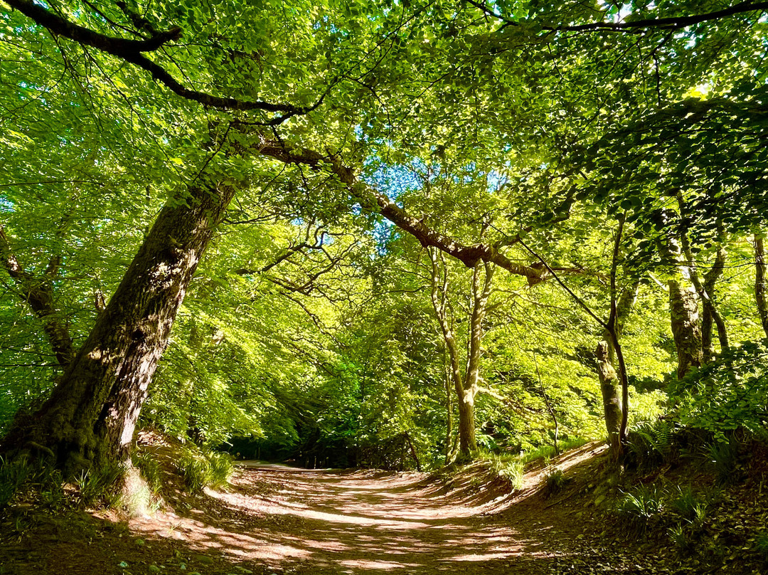 Birnam Oak-Dunkeld必去景点
