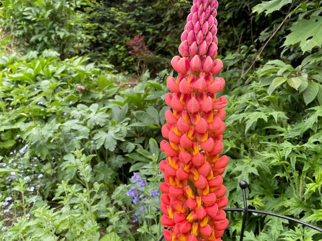 Gotha Gardens-Ashwell必去景点