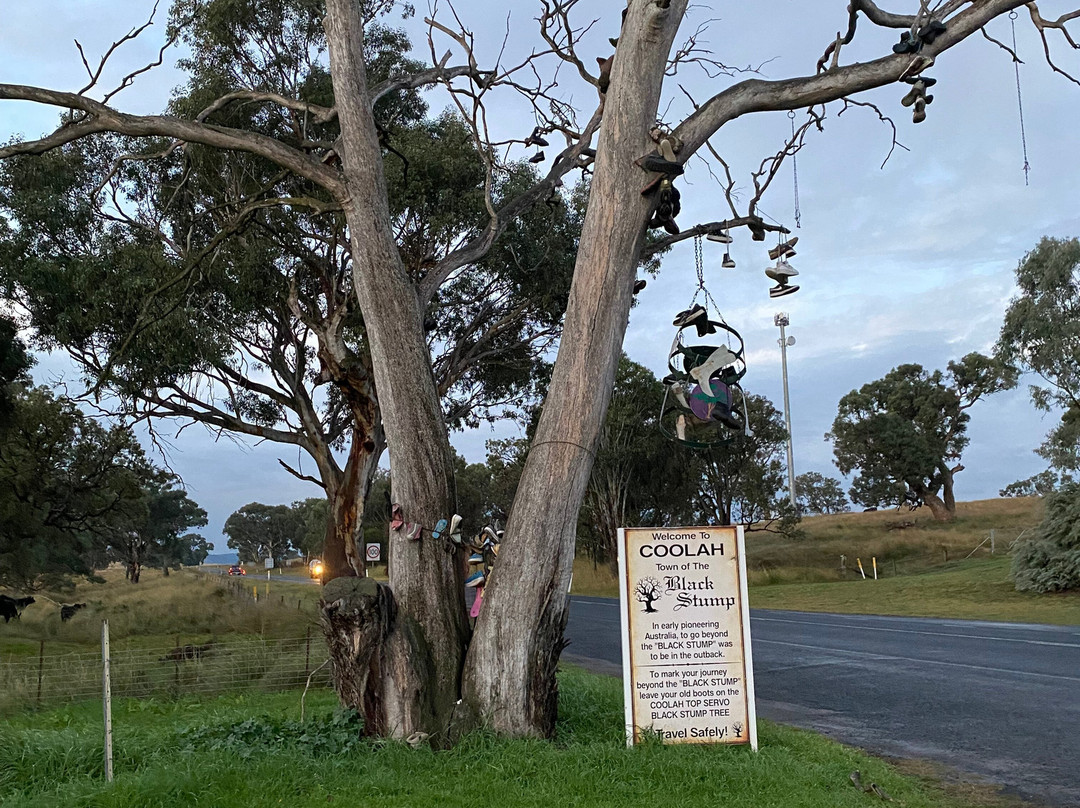 The Black Stump-Coolah必去景点