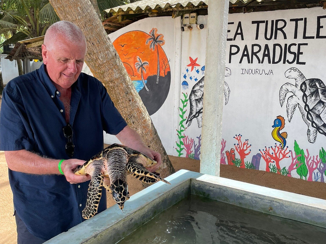 Induruwa Sea Turtle Conservation Project & Sea Turtle Information Center景点图片