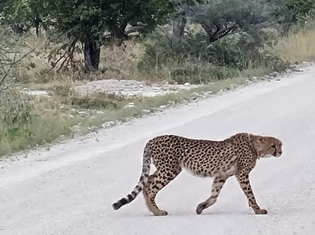 Acacia Africa-开普敦中心区必去景点