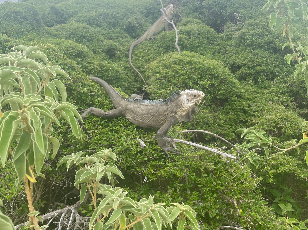 Gwada Walk Tour-Saint Francois必去景点