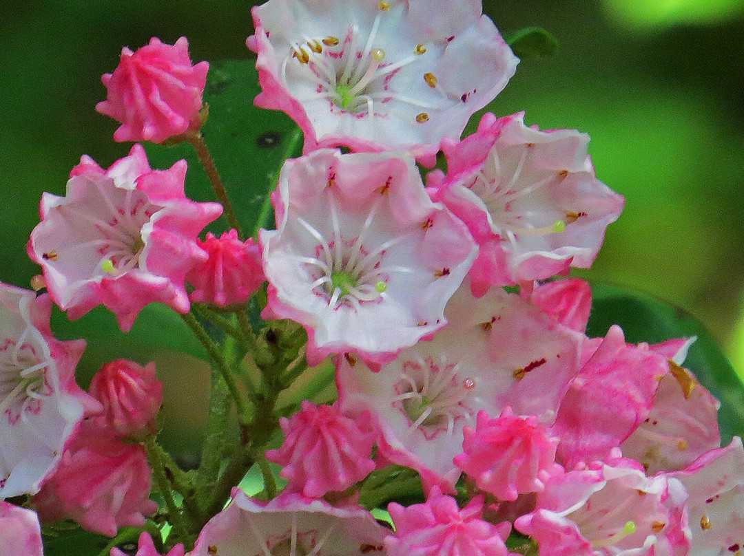 Leonard J. Buck Garden-Far Hills必去景点