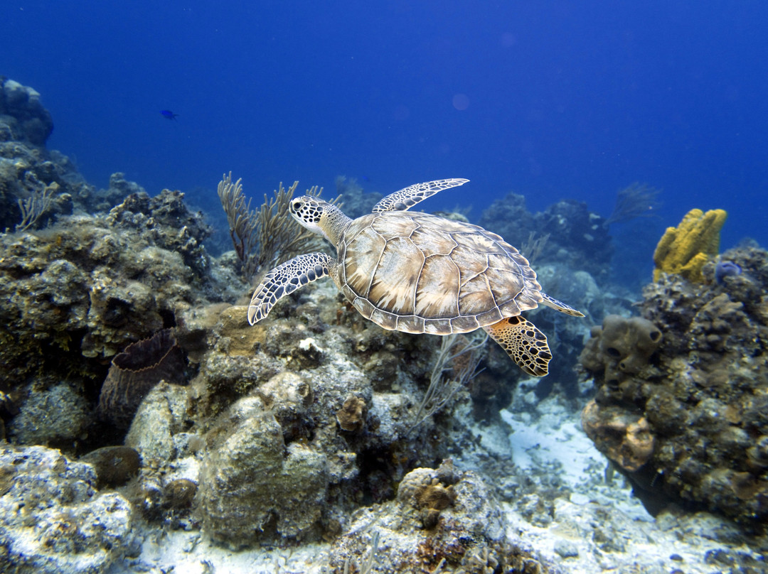 Dive  Palancar-考祖梅必去景点