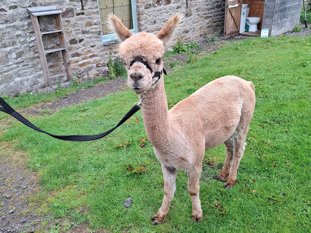 Teesdale Alpacas (Open by Appointment Only)-Barnard Castle必去景点