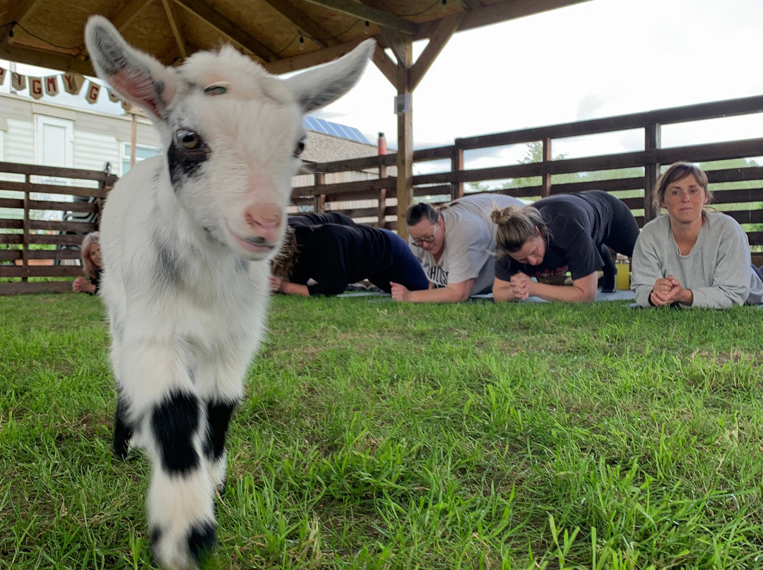 Blackwater Alpacas & Pygmy Goats景点图片