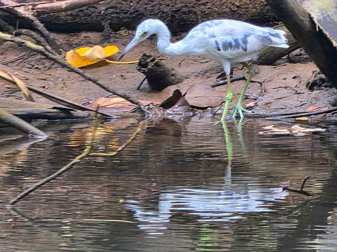 Indian River-多米尼克必去景点