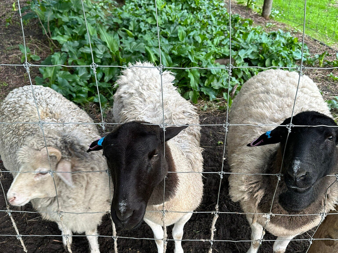 Scoops Farm-玛格丽特河必去景点