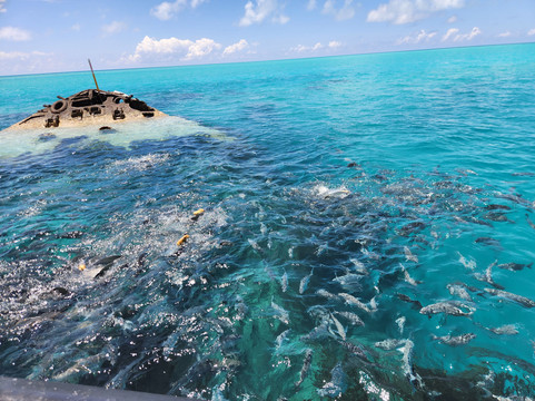 Bermuda Reef Explorer-汉密尔顿必去景点