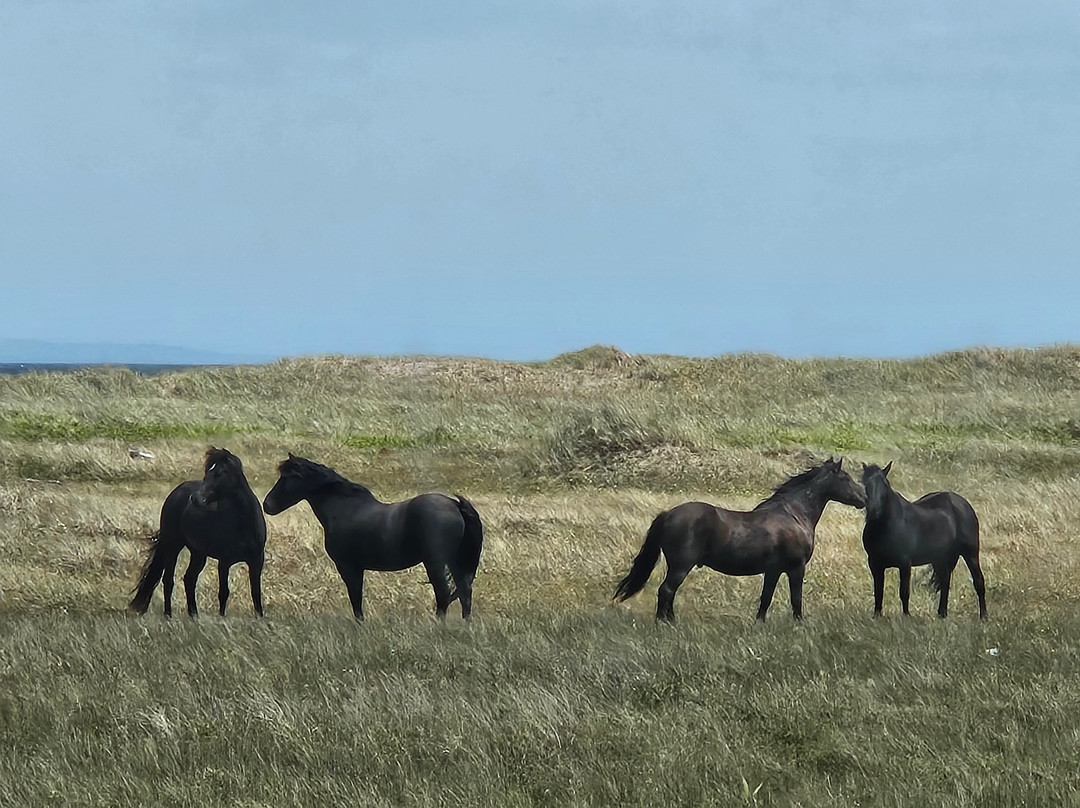 Escapade Insulaire-圣皮埃尔和密克隆必去景点