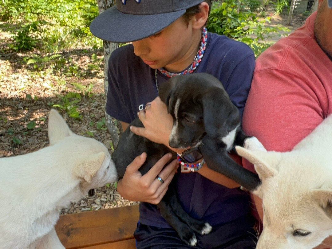 MIDOG - Michigan's Summer Sled Dog Center-Newberry必去景点