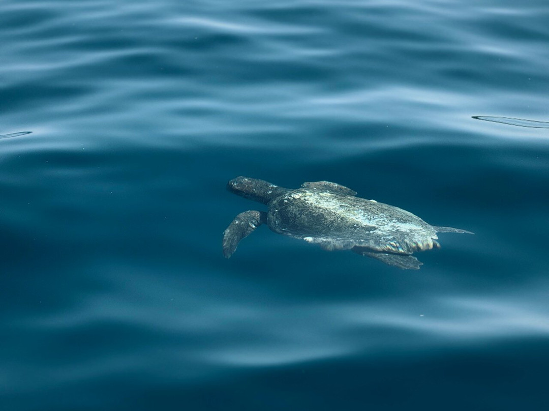 Explore Zakynthos luxury private services.-扎金索斯镇必去景点