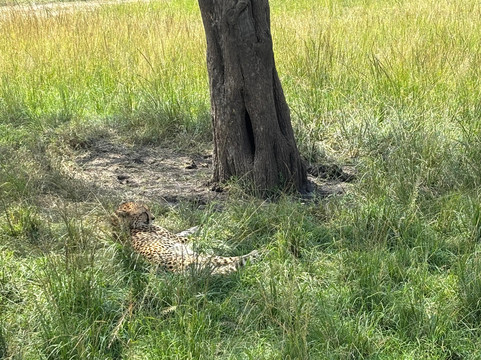 Motherland Adventures Kenya-内罗毕必去景点
