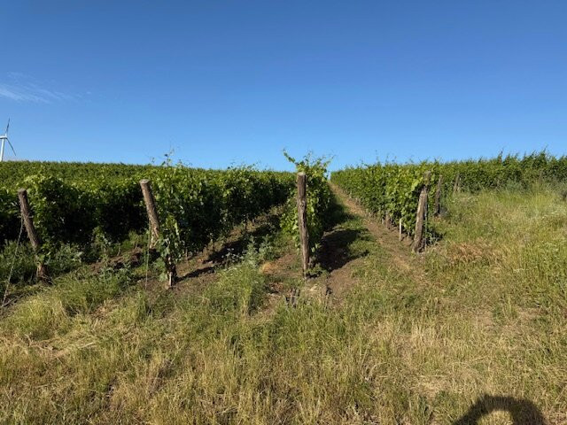 Crama Mircesti-Ungheni必去景点