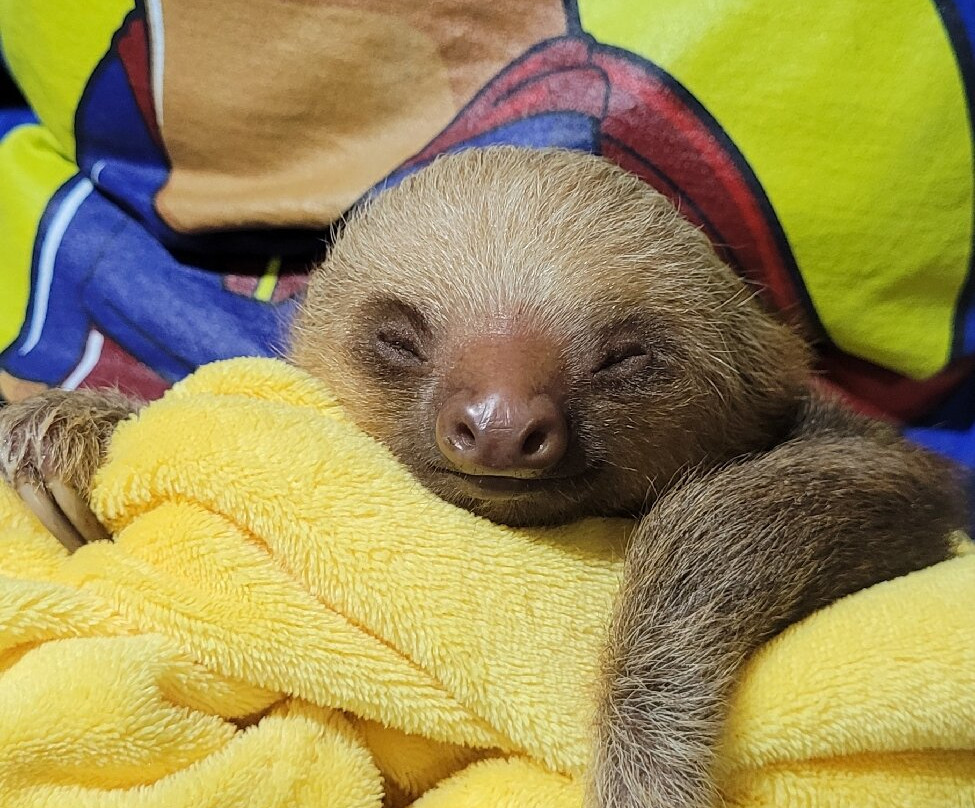 Costa Rica Animal Rescue Center-Turrucares必去景点