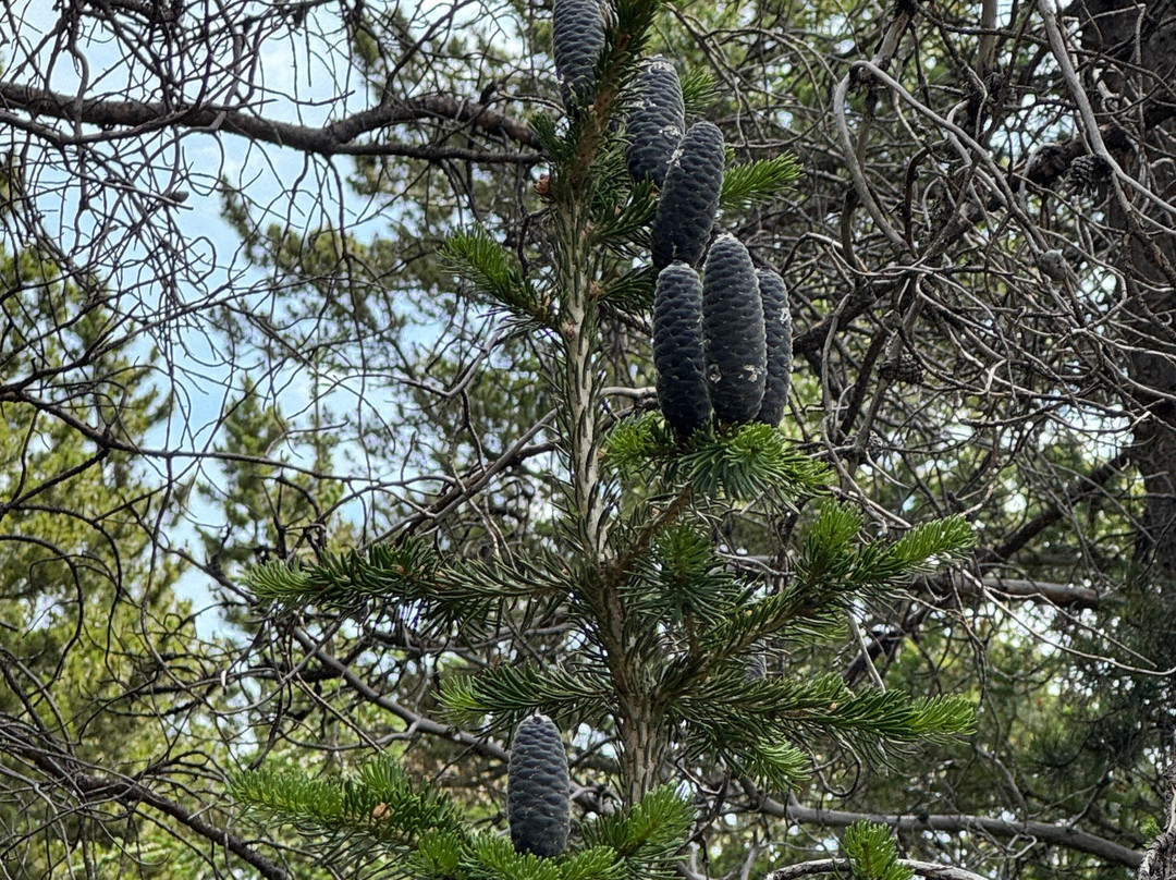 Swiftcurrent Lake Nature Trail-东冰川公园必去景点