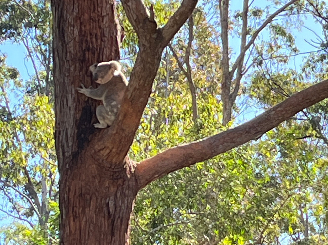 考拉医院-麦克夸利港必去景点