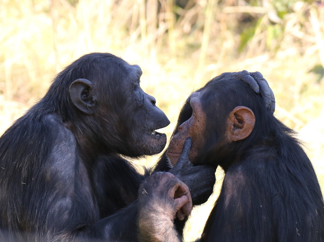 Jane Goodall Chimpanzee Eden Sanctuary-尼斯普鲁特必去景点