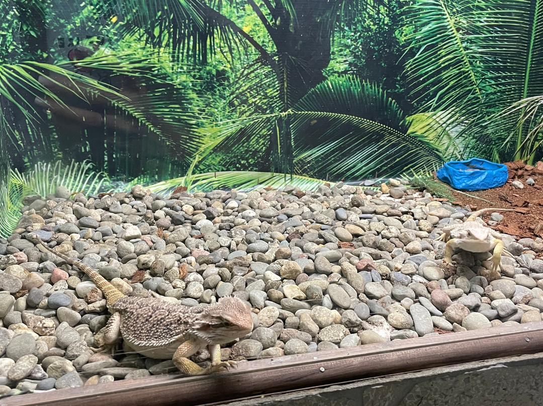 Dom Malysha Yenota-Golubitskaya必去景点