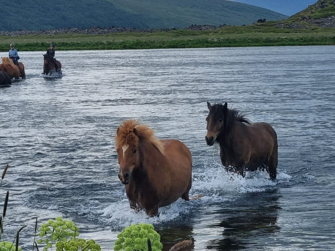 Riding Iceland ehf-胡萨维克必去景点