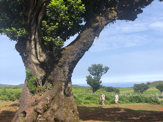 Taxi Madeira Tours Leandro-沙尔必去景点