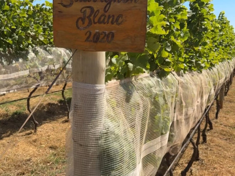 Vinícola Casa Vitor-巴西利亚必去景点