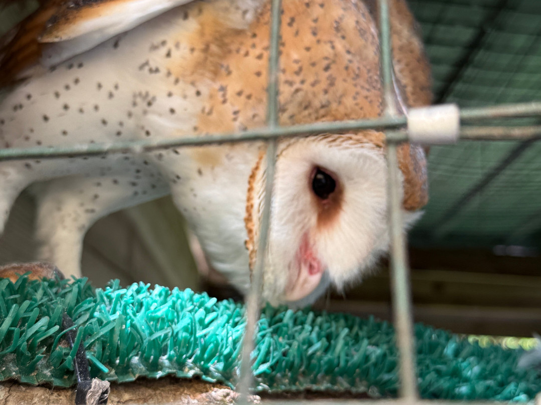 North Florida Wildlife Center-Lamont必去景点