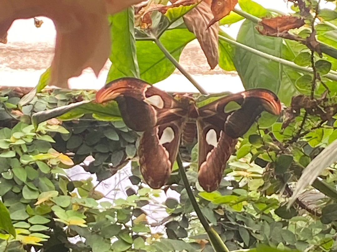 Schmetterlingspark Buchholz-Buchholz in der Nordheide必去景点